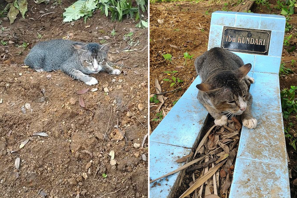 Heartbroken cat hasn't left his dead owner's grave in a year in Indonesia | Metro News