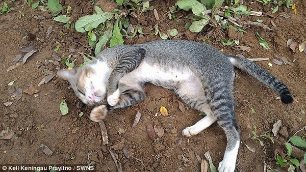 Chú mèo chỉ chơi đùa xung quanh ngôi mộ và vẫn ngủ lại hàng đêm bên ngôi mộ của chủ