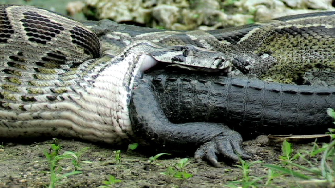 Python eats Alligator 02, Time Lapse Speed x6 - YouTube
