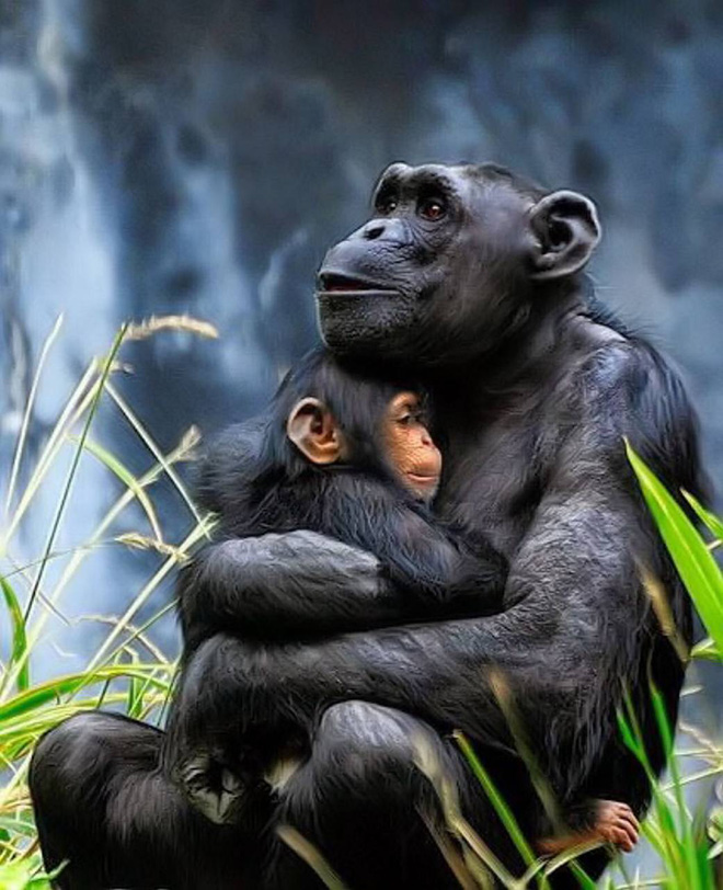 A series of pictures of chimpanzees' warm hugs show that animals also have a close relationship - Photo 5.