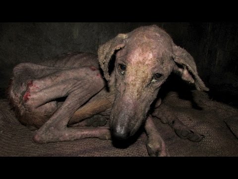 Asombrosa transformación de un perro callejero hambriento y demasiado enfermo para comer.