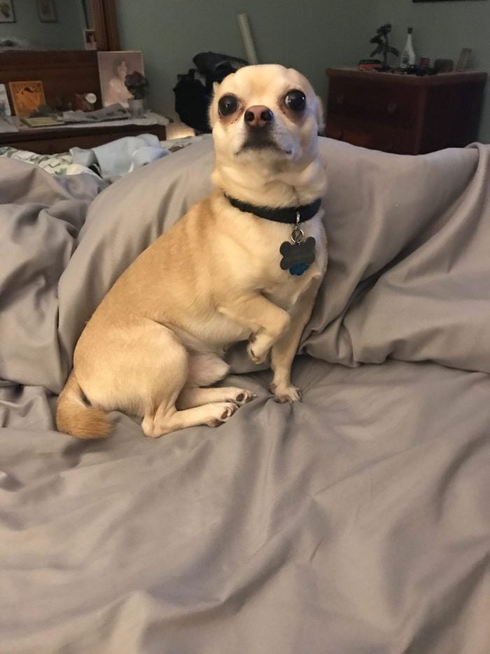 Dog posing on bedspread