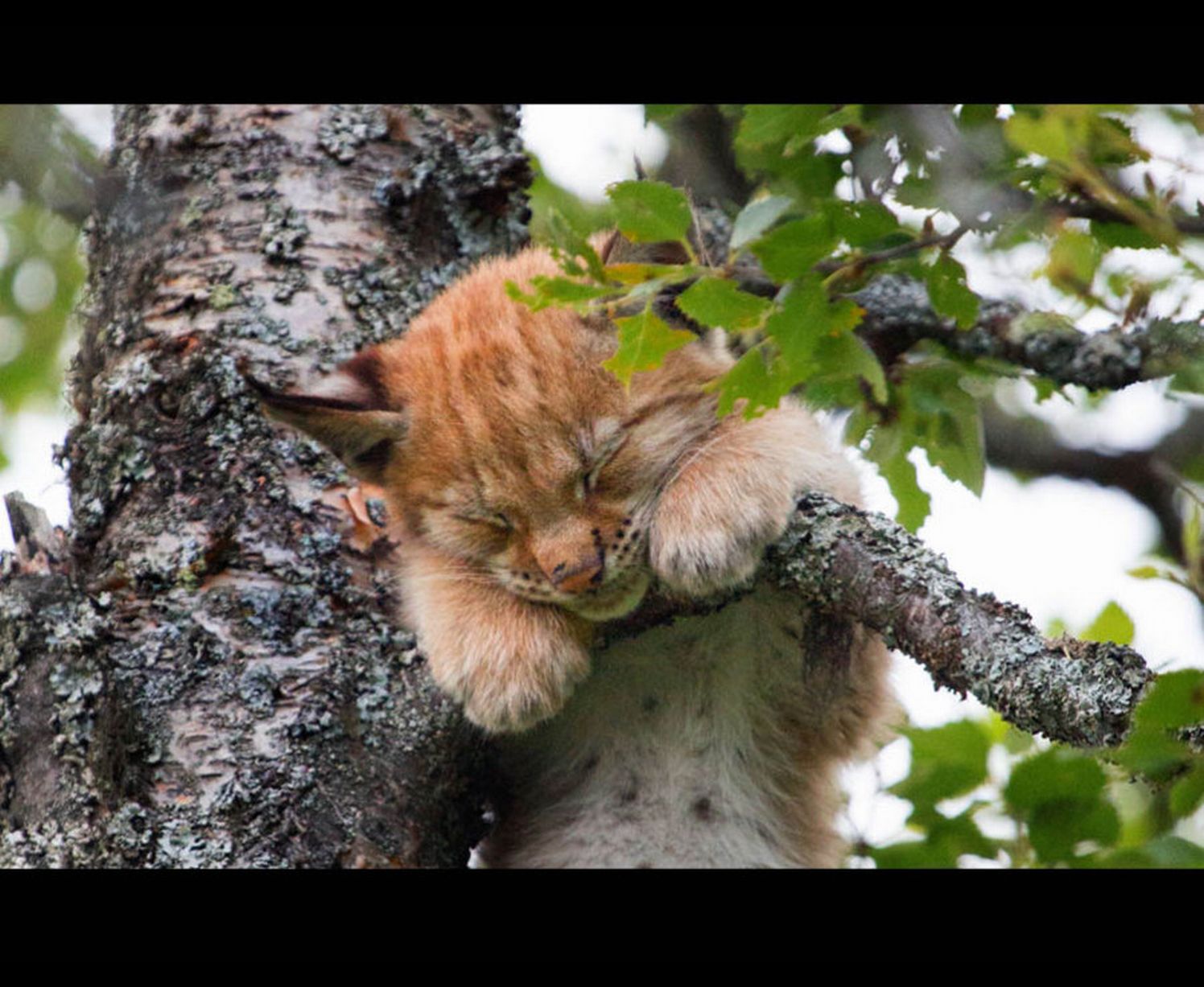The cute Lynx kitten falling asleep in the tree