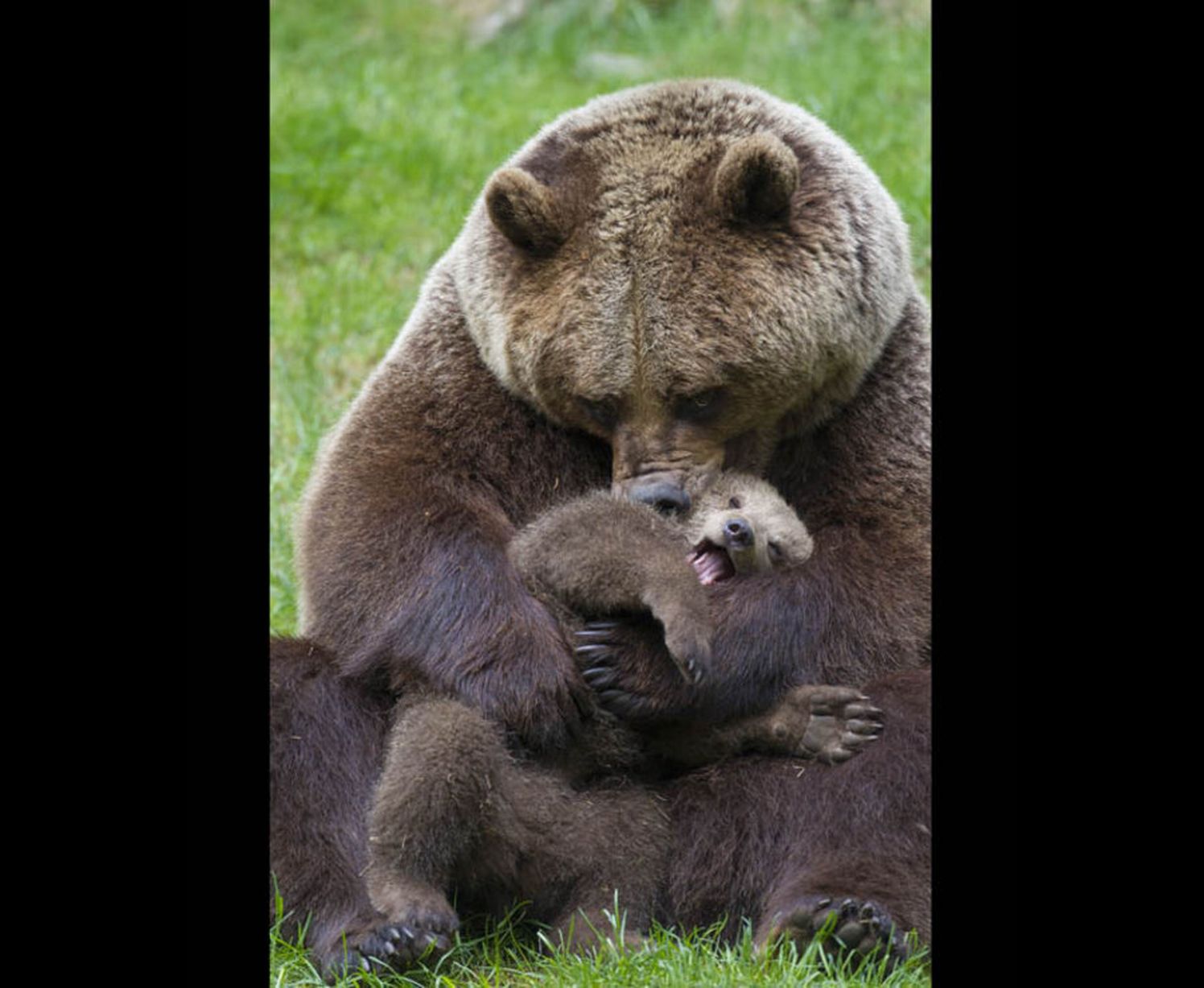 A cub squirming to get away from its mother's arms