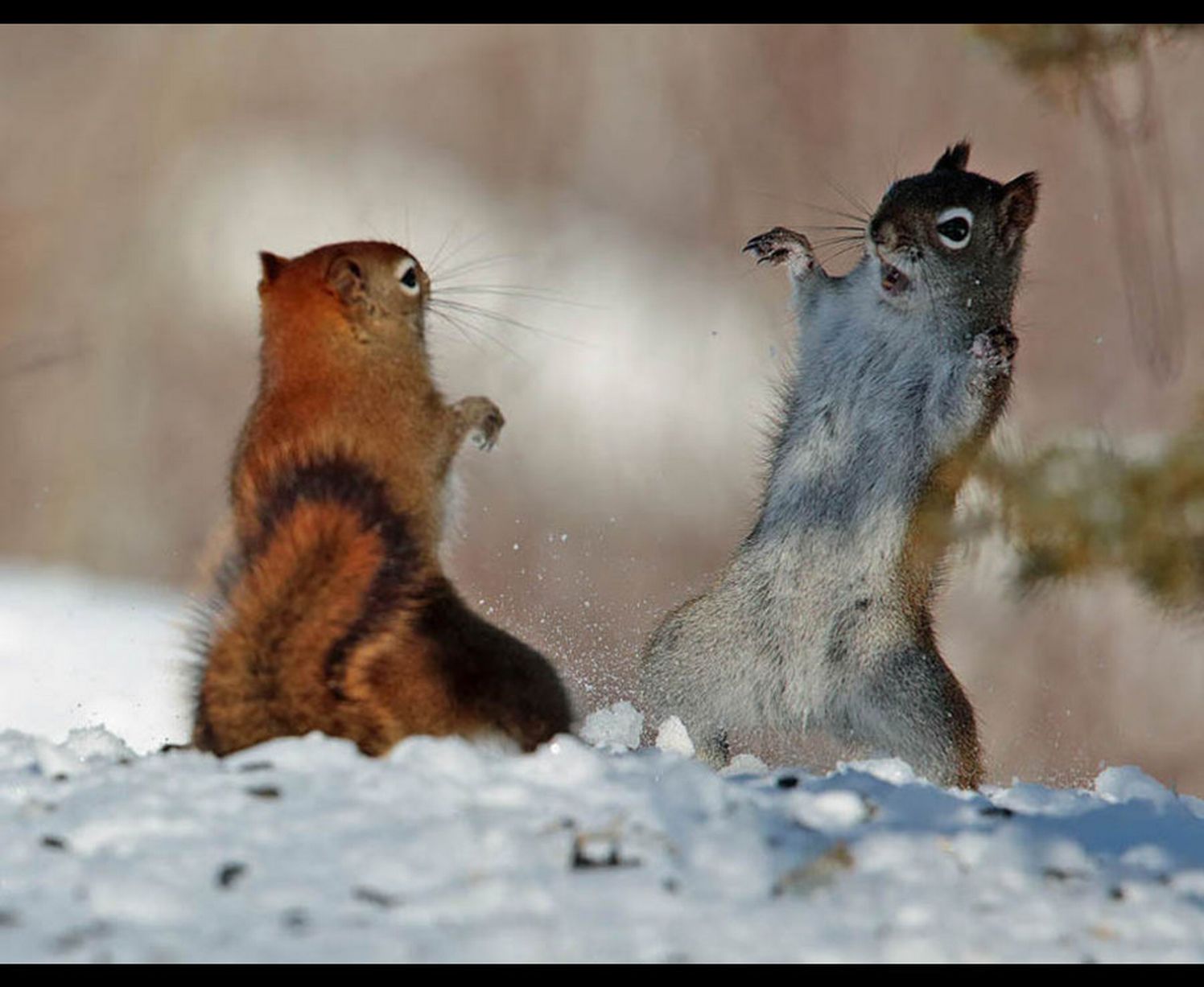 Hilarious squirrel gives it's best Michael Jackson Thriller impression