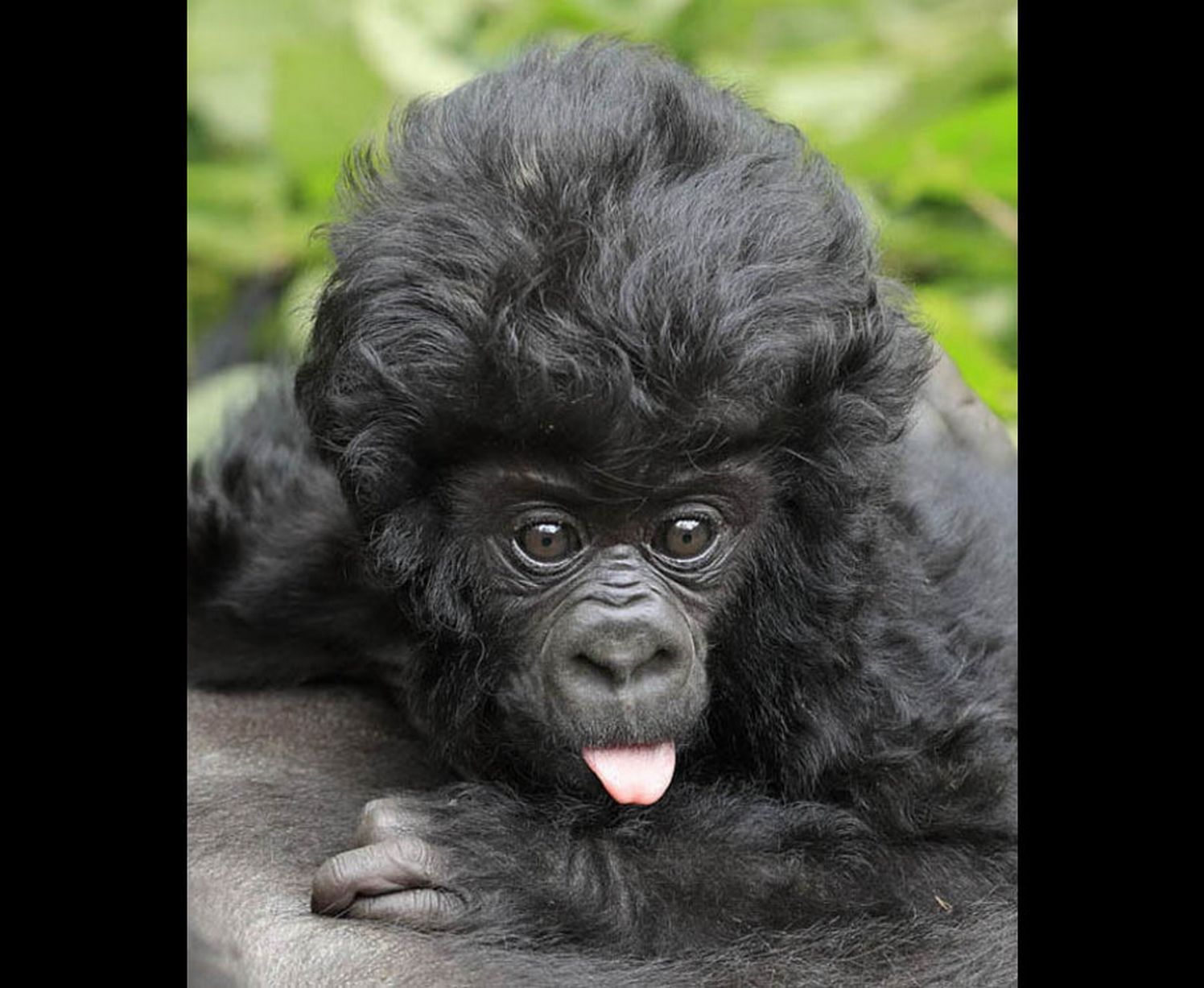 A cheeky baby gorilla shows off his luscious locks while sticking his tongue out