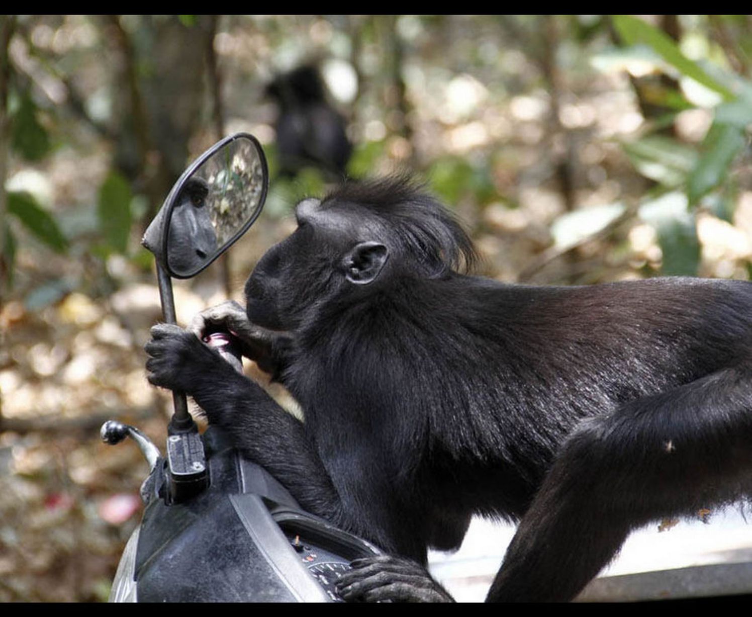 This monkey checks himself out in the mirror