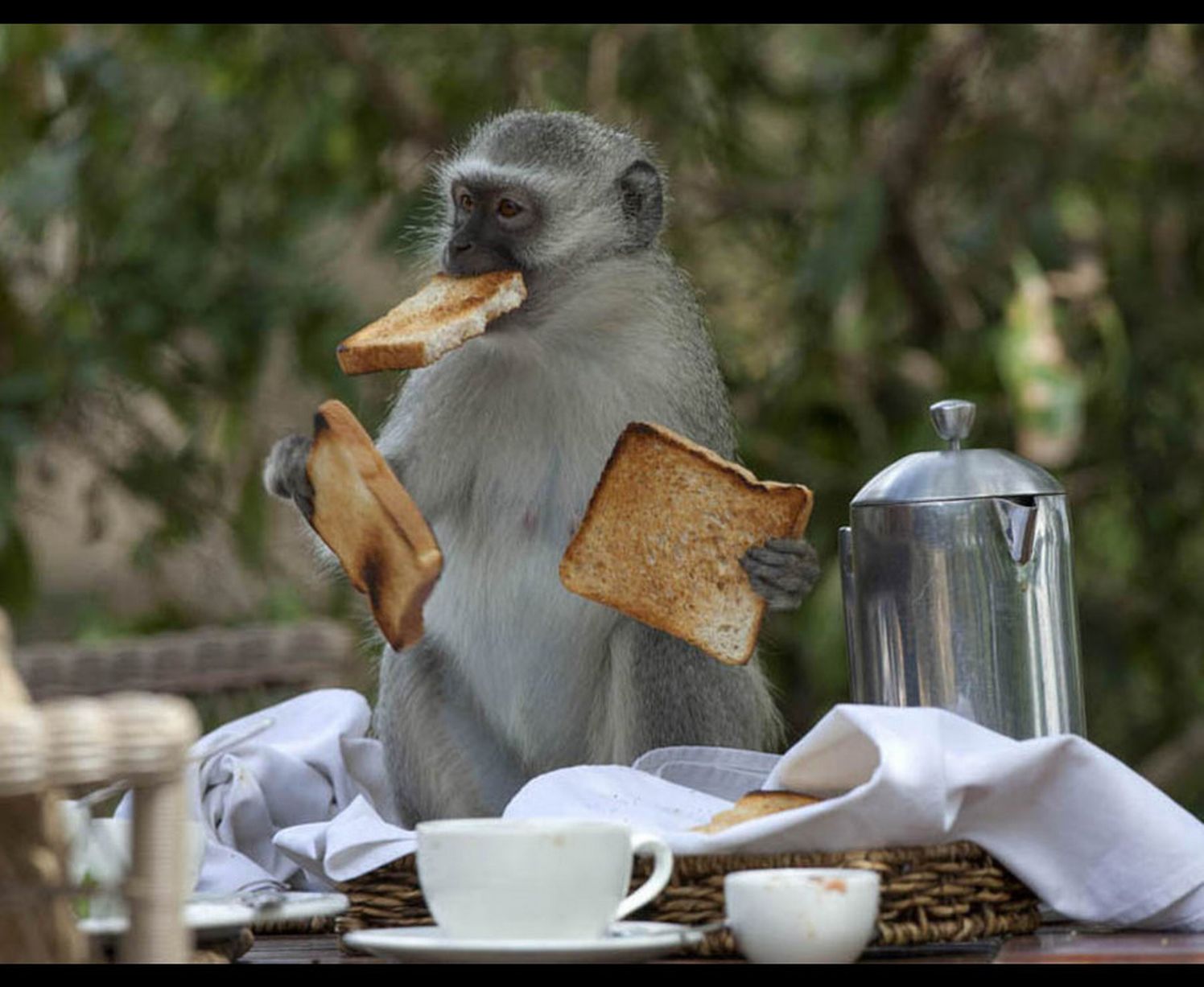 This cheeky monkey steals toast from a family in South Africa