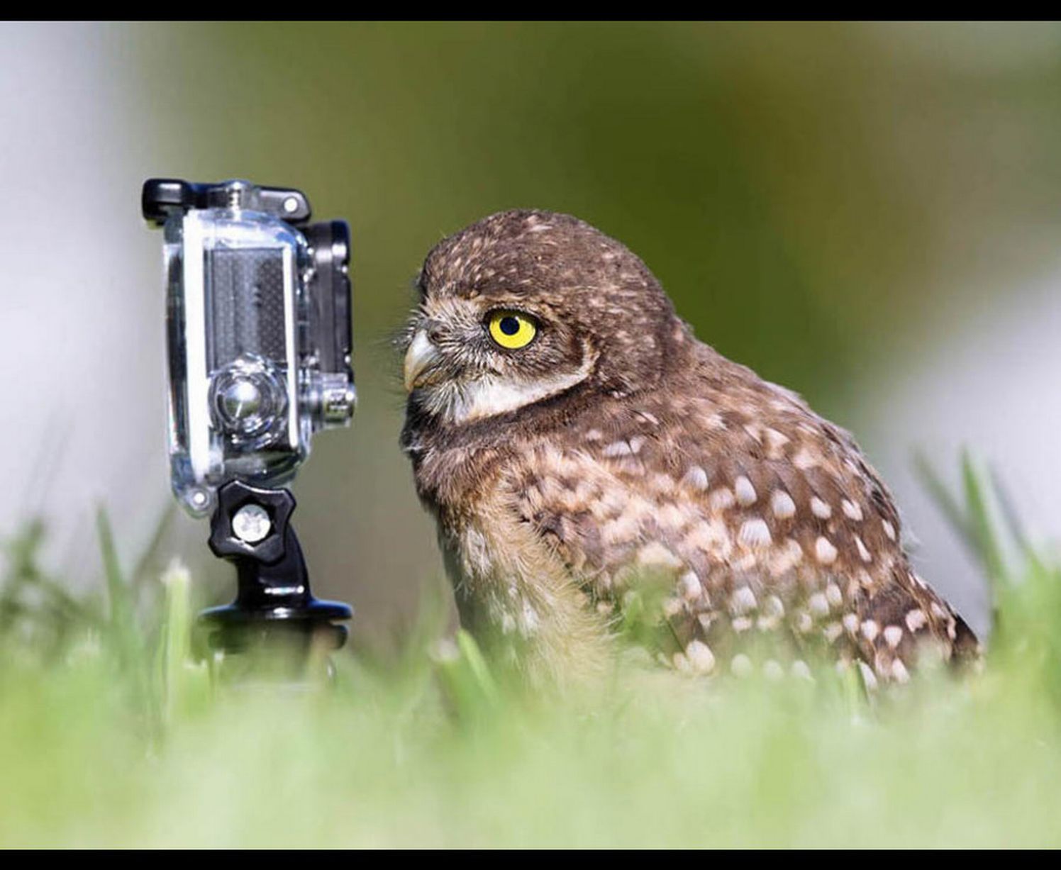 The owl selfie master