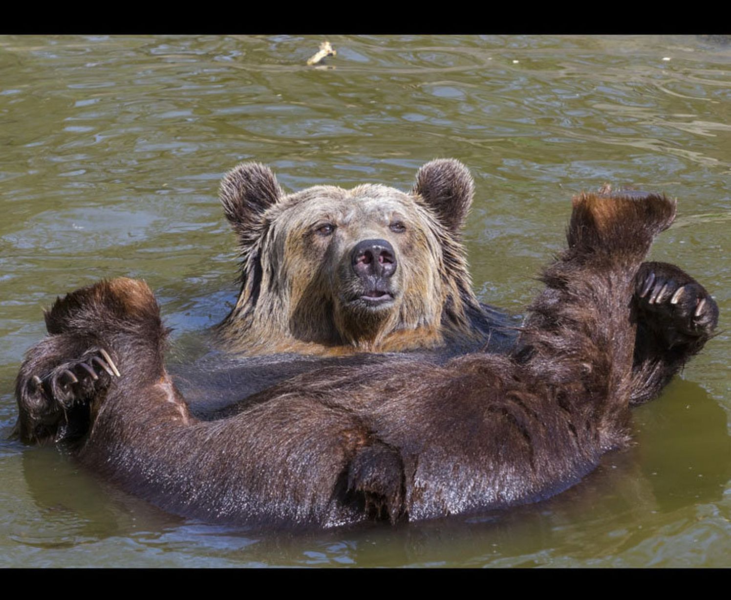 Ursula the brown bear soaks up the summer sunshine while floating in a pool at Szeged Zoo, Hungary