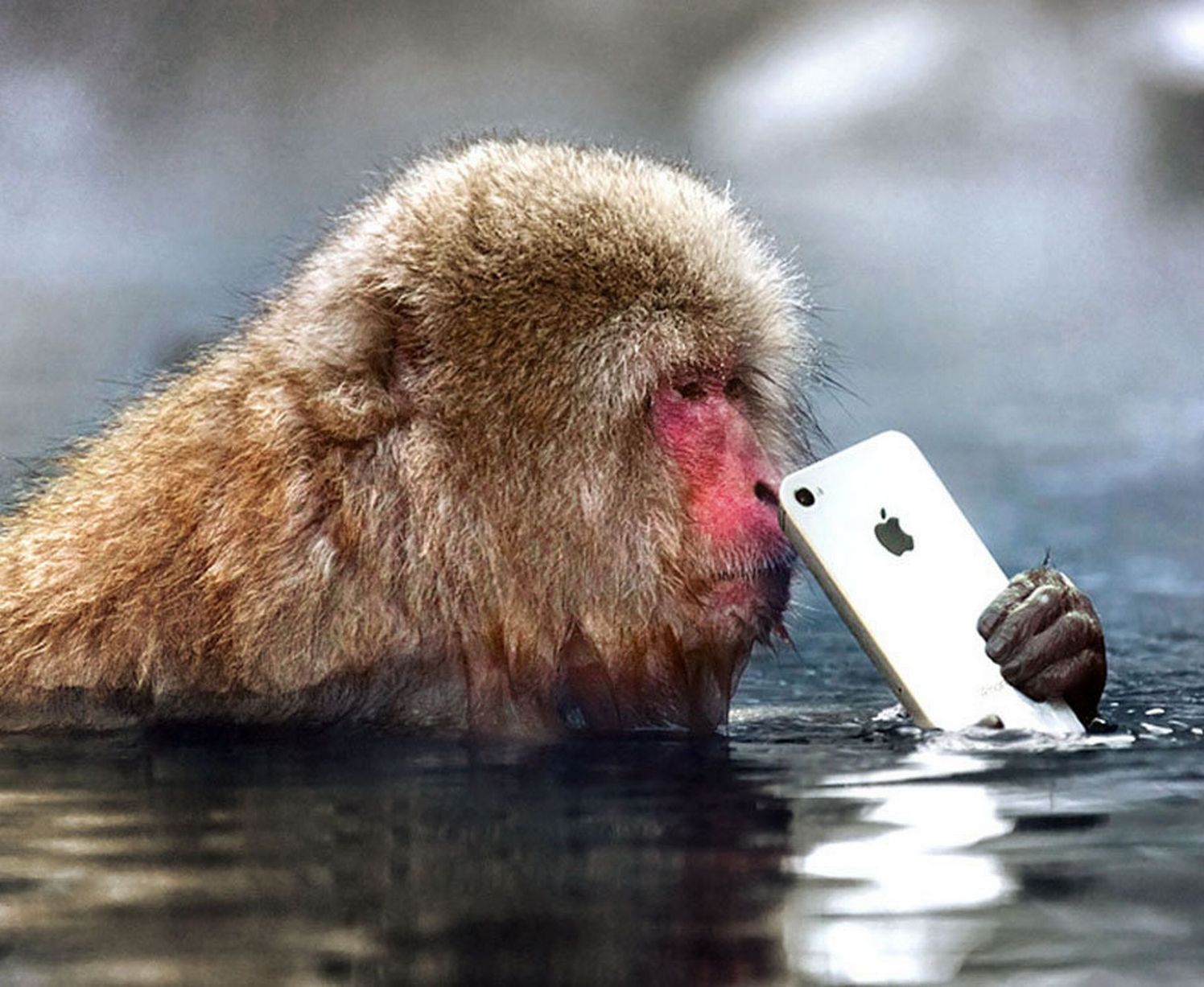 Monkey with an iPhone) - Its an apple mac-aque!