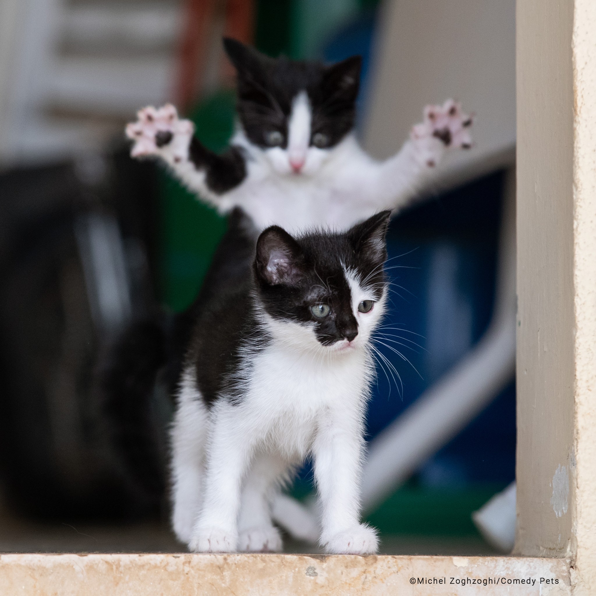 Một con mèo con nhảy lên vồ lấy con khác.