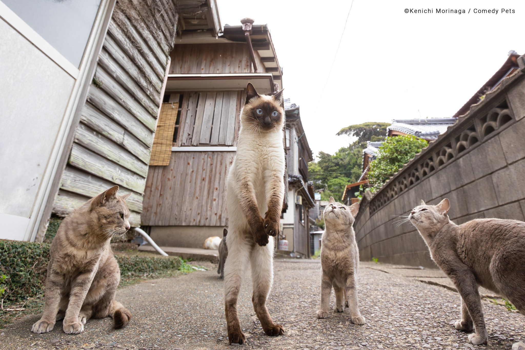 Một con mèo đứng cao bằng hai chân được bao quanh bởi những con mèo khác.