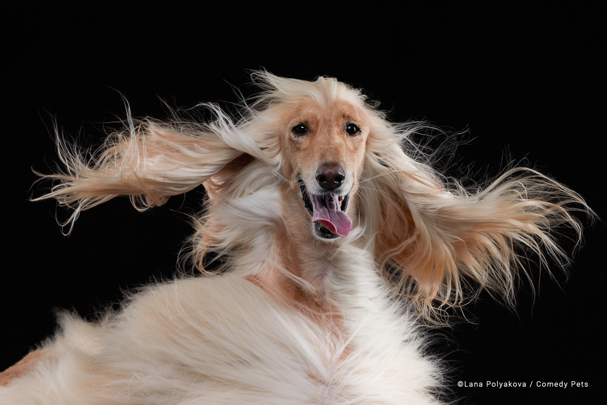 Một con chó thè lưỡi khi đôi tai dài của nó vỗ nhẹ trong gió.