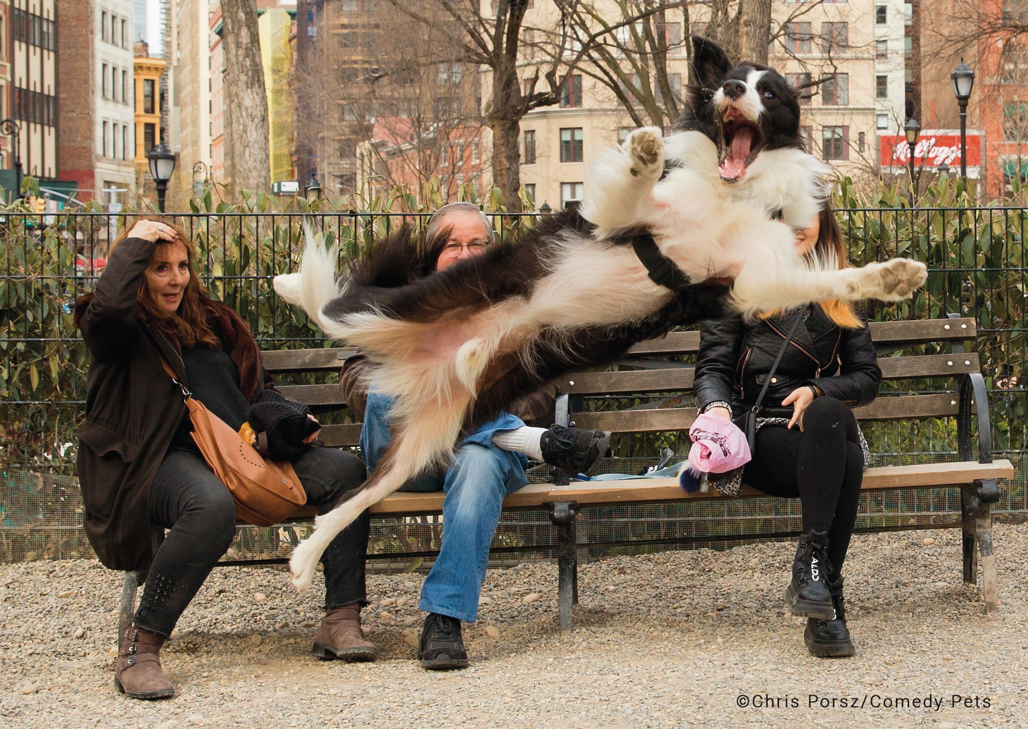 Một con chó nhảy lên không trung trước mặt ba người đang ngồi trên ghế đá công viên.