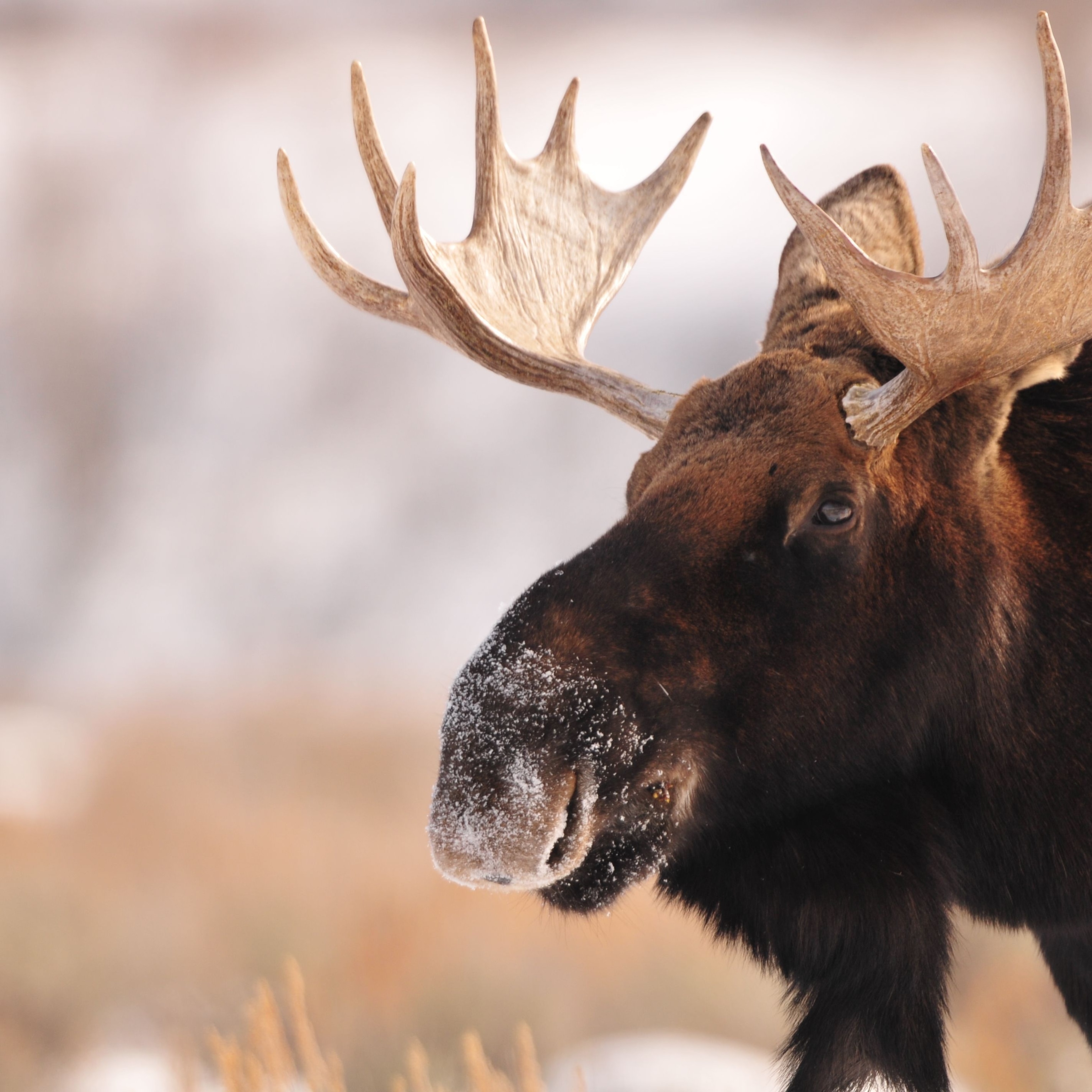 Moose | National Geographic