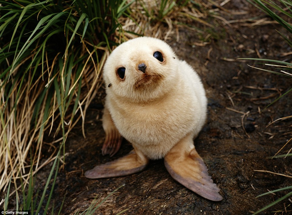 A leucistic fur seal pup from South Georgia, Antarctica, displaying a rare occurrence in which the fur is blonde but the eyes and nose are of normal colour