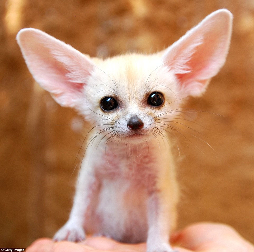 The fennec fox, a very small nocturnal fox with disproportionately giant ears to disperse heat, found only in the Sahara of North Africa