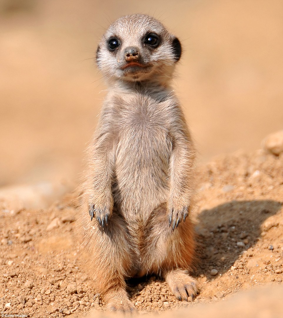 Meerkats, widely adored for their quirky standing stance, live in African deserts in Botswana, Namibia and South Africa - you can see them from when they are only two weeks old, the age their mothers generally let them out of their burrow