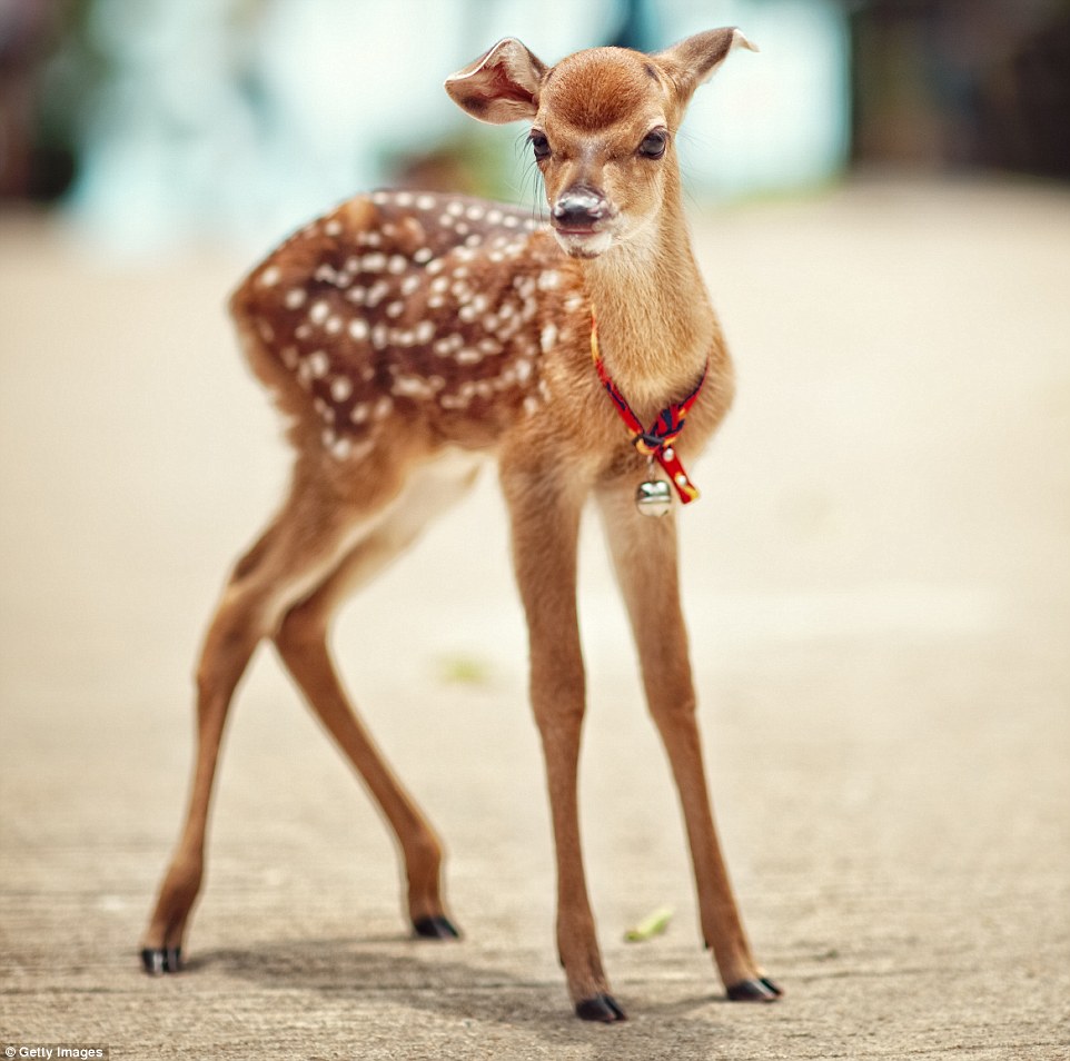 A fawn with a little bell, what could be sweeter? Deer, of which there are many species, are found in abundance all around the world, but the time to go searching for newborn fawns in the UK is during late spring and early summer