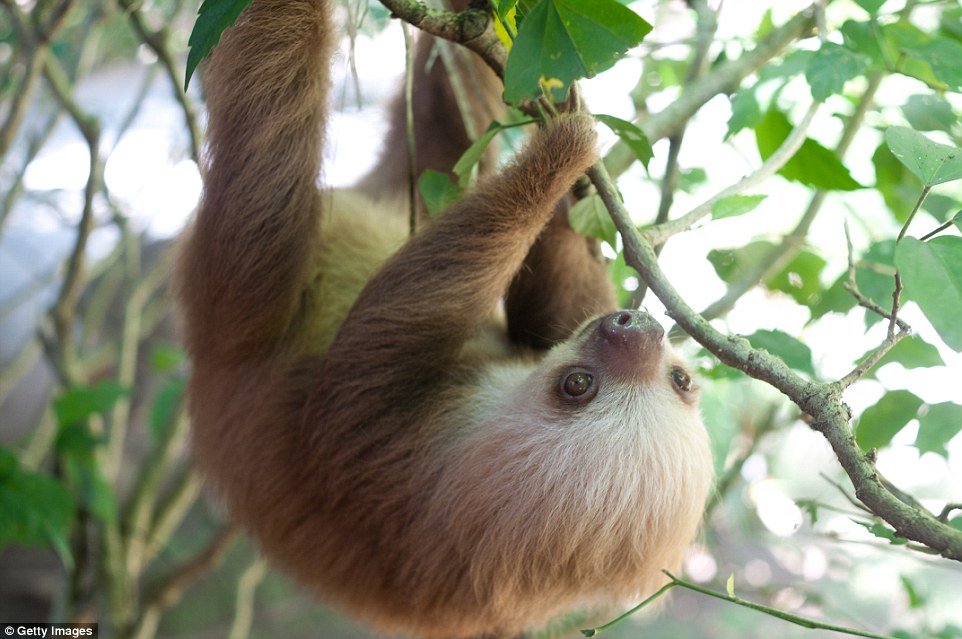 Sloths, this baby pictured in Costa Rica, are found in the jungles of Central and South America, and are named because they move so slowly - this is an energy conservation tactic, but sloths can in fact move quite quickly under attack from a predator