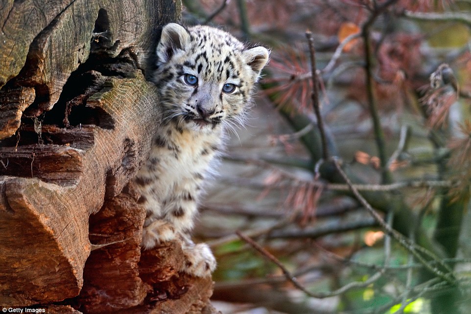 A baby snow leopard, offspring of a highly endangered big cat native to the mountain ranges of Central and South Asia - sadly the only place you can see one is in a sanctuary or a zoo, like this one in Basel Zoo, Switzerland 