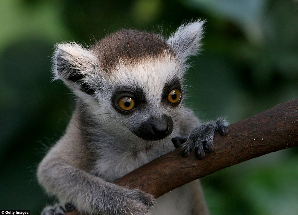 To spot ring-tailed lemurs in the wild, usually clinging to their mothers like backpacks, you'll have to reach Madagascar, but to see them closer, head to South Africa's Monkeyland sanctuary, where they roam freely around visitors - don't go to a zoo