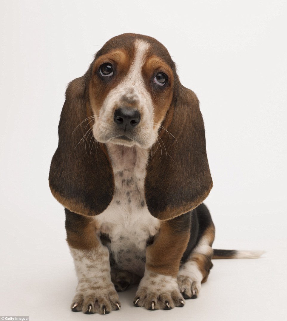 Behold, a floppy-eared doe-eyed bassett hound puppy, originally bred for the purpose of hunting hare in France, not that this little chap looks capable of harming so much as a fly