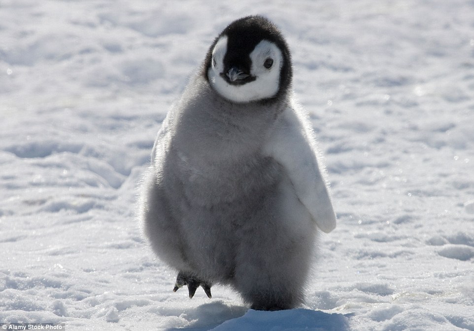 An emperor penguin chick on a mission, only inhabiting Antarctica, and though this one may be small now, it will grow to become the tallest and heaviest of all penguin species