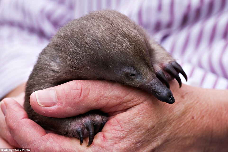 An Australian short-beaked echidna, with a seriously sweet nose and little claws, belonging to the only class of mammal which lays eggs