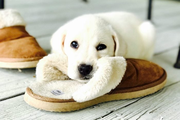 White puppy resting on a slipper