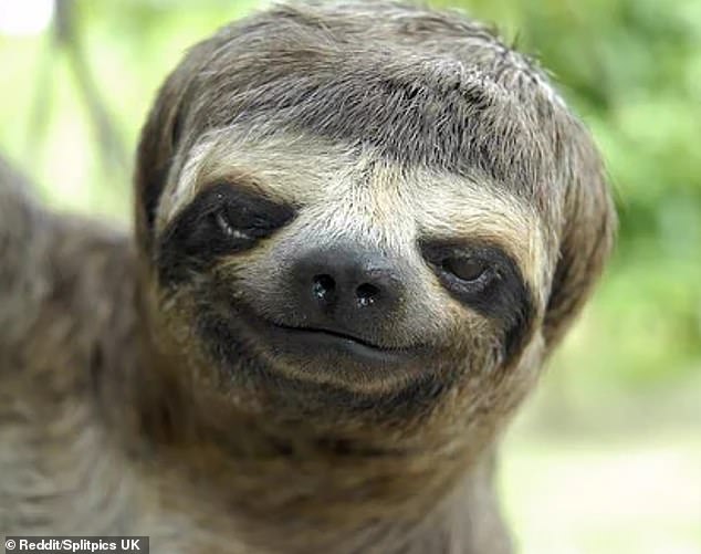 Bowl cut: This photogenic sloth looks very smug with his stylish new toupee, which we are surprised has stayed on seems he spends most of his life hanging upside down in the trees