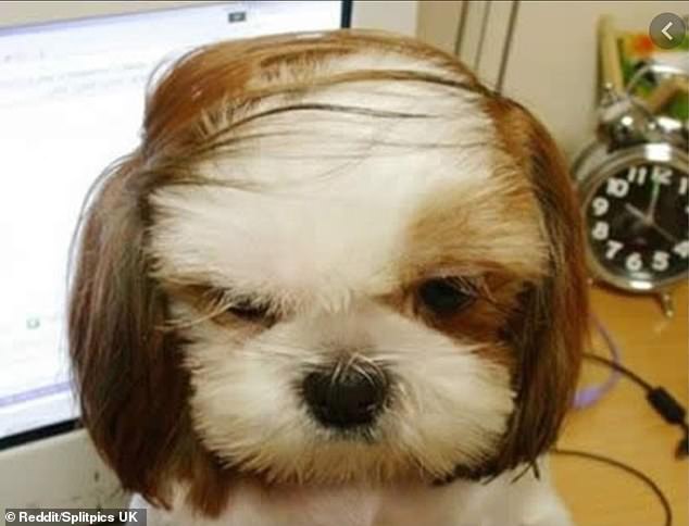 What are you looking at? This grumpy pooch doesn't look very proud of his grandad combover