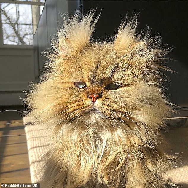 Not a morning person? We've all had hard days, but nothing as hard as this cat has been through