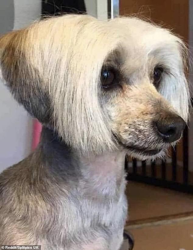 This dogs name is Karen and she would like to speak to the manager! She has definitely just enjoyed a fresh blow dry