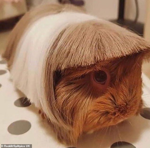Sia? This hamster hides her face with a large wig as a way to maintain her anonymity and privacy