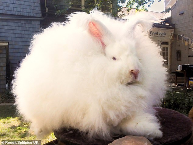 Is it a sheep? is it a cloud? No it's a rabbit! This cutie must be very warm under that thick ball of fluff