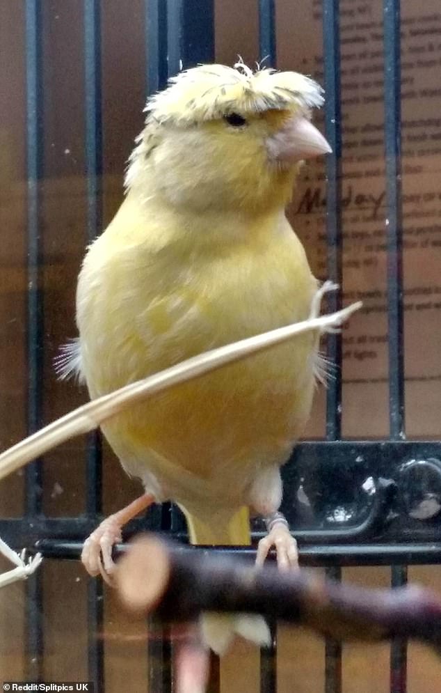 Is that you, Boris? This little yellow canary has copied the hair style of the British Prime Minister Boris Johnson but he's not fooling anyone