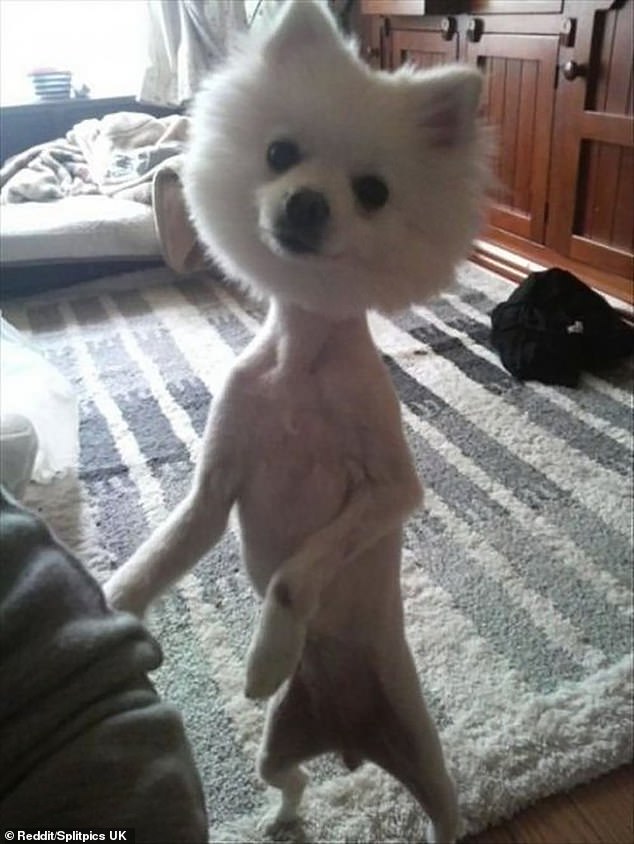 This little pooch looks like a fury lollipop with his shaven body and round furry face but he pulls it off