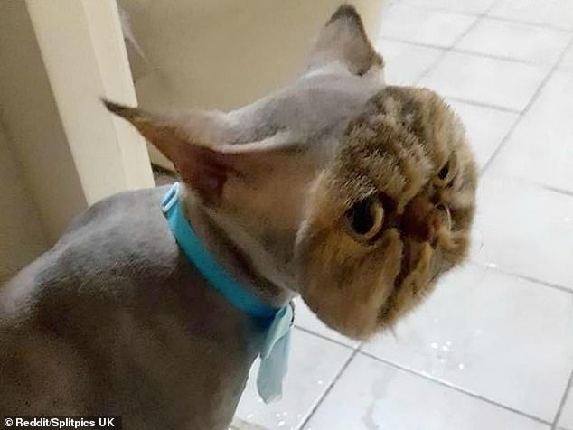 Just face it, I look ridiculous! This angry cat has a right to be annoyed, her owner decided to shave off her fur only leaving it on her face