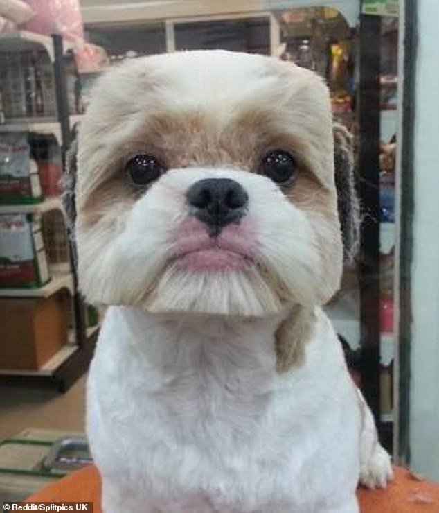 No wonder he looks glum! Reddit users from around the world have shared hilarious animal hair styles, including this little puppy who was given a square hair cut