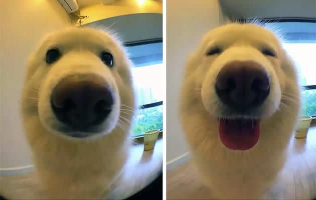 This adorable pooch is delighted with the praise he got from his owner. Photo: Reddit
