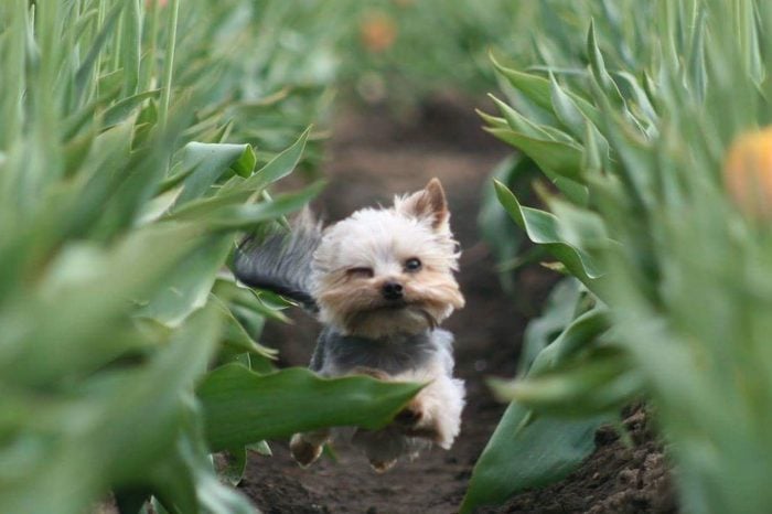 Little dog running through tulip field