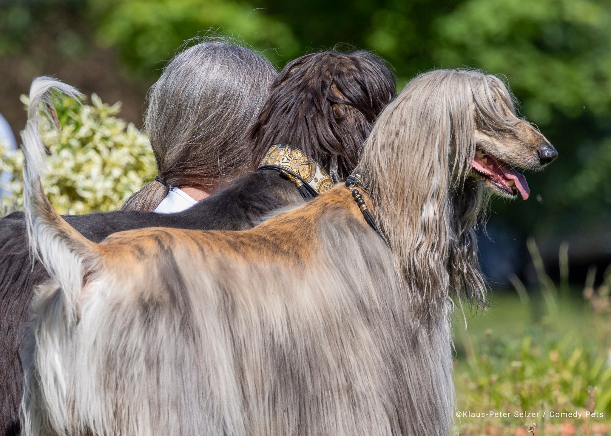 Hai chú chó lông dài ngồi cạnh một người phụ nữ tóc dài.