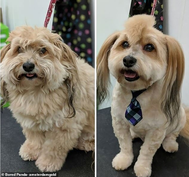 This furry friend, taken by a British dog groomer, has had an adorable transformation with long hair around it ears - and new checked tie