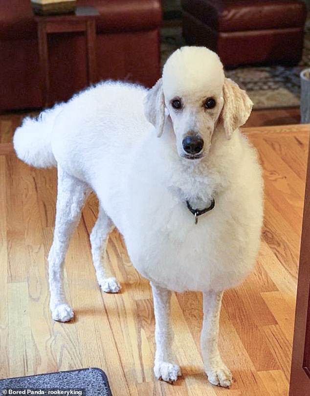 It's true that poodles generally have quirky haircuts, but this pooch has had his legs completely shaved