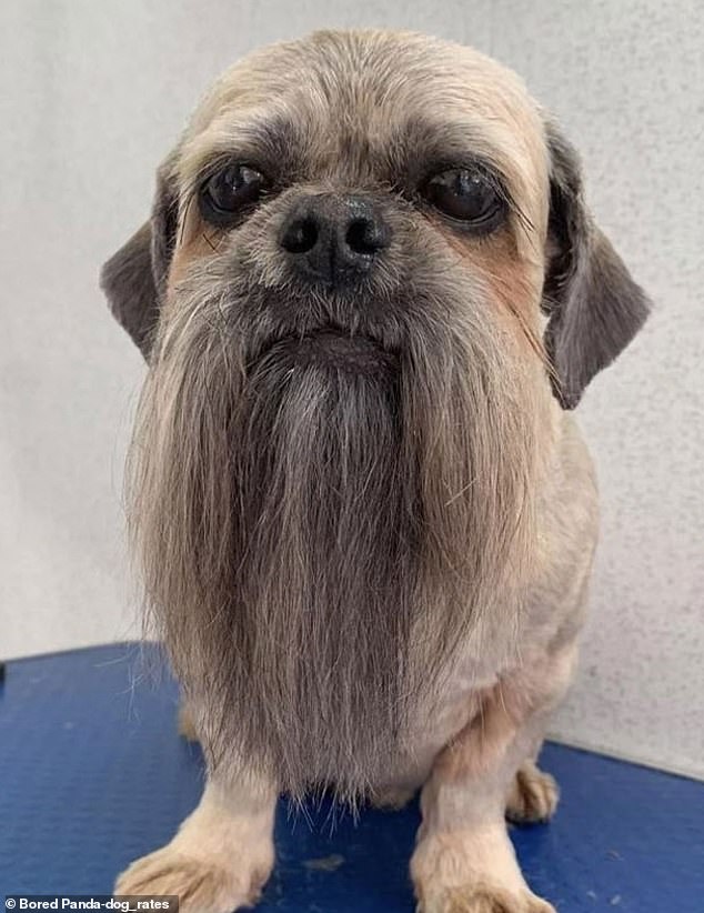 Animal lovers from around the world have revealed some of the most hilarious pet haircuts, with the very best collated by US-based platform, Bored Panda  (pictured, one pooch with an incredible beard)
