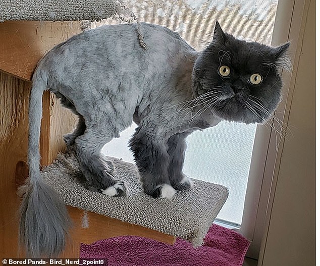 This cute grey cat looked terrified after having its hair cut short in all places except its head and tail