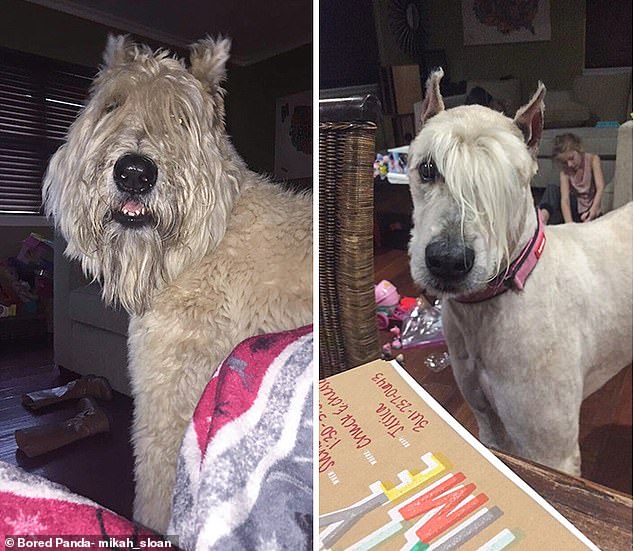 This adorable canine, in an unknown location, has had a stylish transformation with a long side fringe that covers one eye