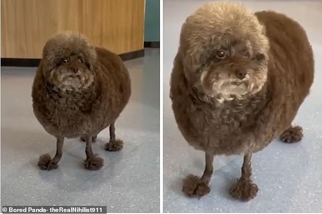 This funny canine has had its hair cut into an interesting style that resembles a fluffy cloud, but with shorter hair on its legs